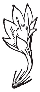 花从基部变宽，以开放的形式结束。 花，开始作为一个狭窄的管，复古线绘图或雕刻插图。
