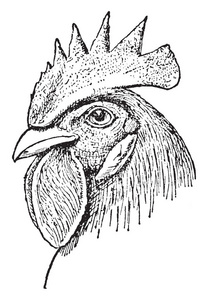 单梳鸡头,光滑,站在头上,复古线绘图或雕刻插图.照片