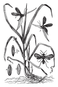 黑森蝇的Cecidomyia破坏性物种复古线绘图或雕刻插图。