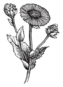 旋覆花图片-旋覆花素材-旋覆花插画-摄图新视界