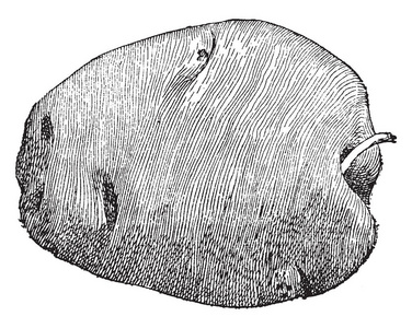 一张照片显示了龙葵。 它也被称为马铃薯，生长在地下。 块茎或小整块块茎用于马铃薯种子，这意味着它有助于种植新的植物复古线绘图或雕