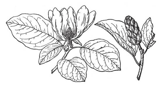 广玉兰花图片-广玉兰花素材-广玉兰花插画-摄图新视界