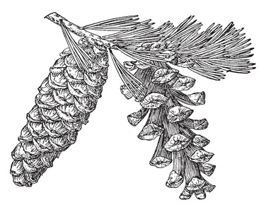 牛尾松的松果复古线绘图或雕刻插图。