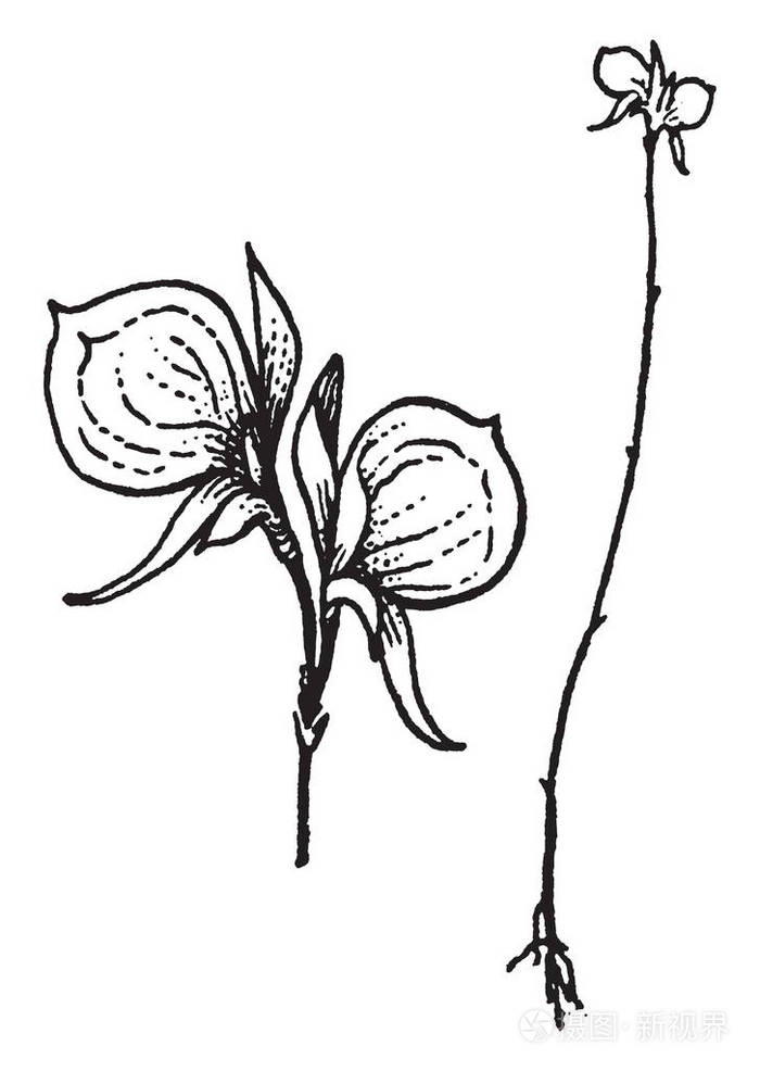 插画-正版商用图片13ba5h-摄图新视界