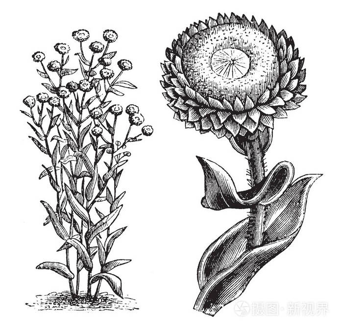 一张图片显示了习惯和分离的单花头的长花螺旋茎它属于菊科植物花是有