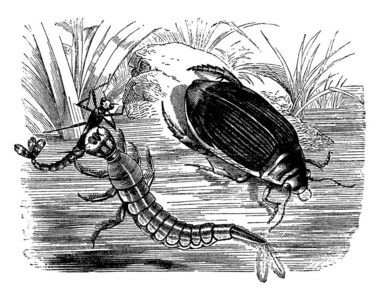 潜水甲虫和幼虫复古雕刻插图。 洛杉矶自然1890年。