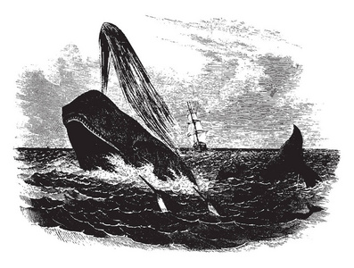 抹香鲸是齿鲸中最大的一种，也是最大的齿状捕食者老式线条绘制或雕刻插图。