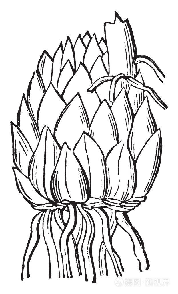 一幅显示百合鳞茎的图片.