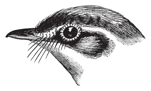 鸟的头部，鸟头侧面的比尔被称为Lore复古线绘图或雕刻插图。