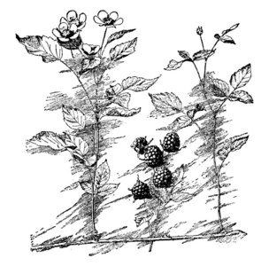 一张照片显示了露西娅德宝莉。 露珠与黑莓非常相似。 露西娅露莓很大。 花卉和水果很少，散落的复古线条绘制或雕刻插图。