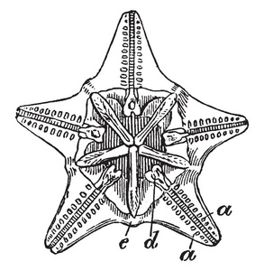 克莱帕斯特里德是一个不规则的海胆家族，扁平成盘状或盾牌状，老式线条绘制或雕刻插图。