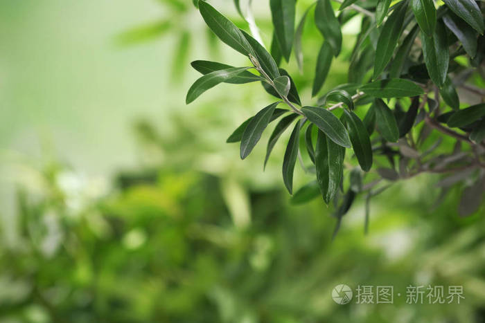 嫩枝与新鲜的绿色橄榄叶在模糊的背景文本空间