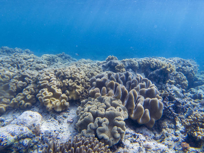 珊瑚礁和蓝色海水。 珊瑚礁水下照片。 热带海岸浮潜或潜水。 珊瑚礁和海洋动物的海底野生动物。 海底景观。 海洋动物