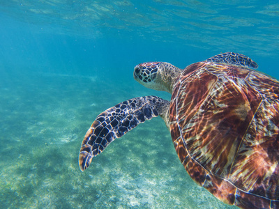 热带海滨海龟水下海洋野生动物照片。 用海龟浮潜。 海龟海底特写。 热带海的野生动物。 海洋环境。 濒危物种