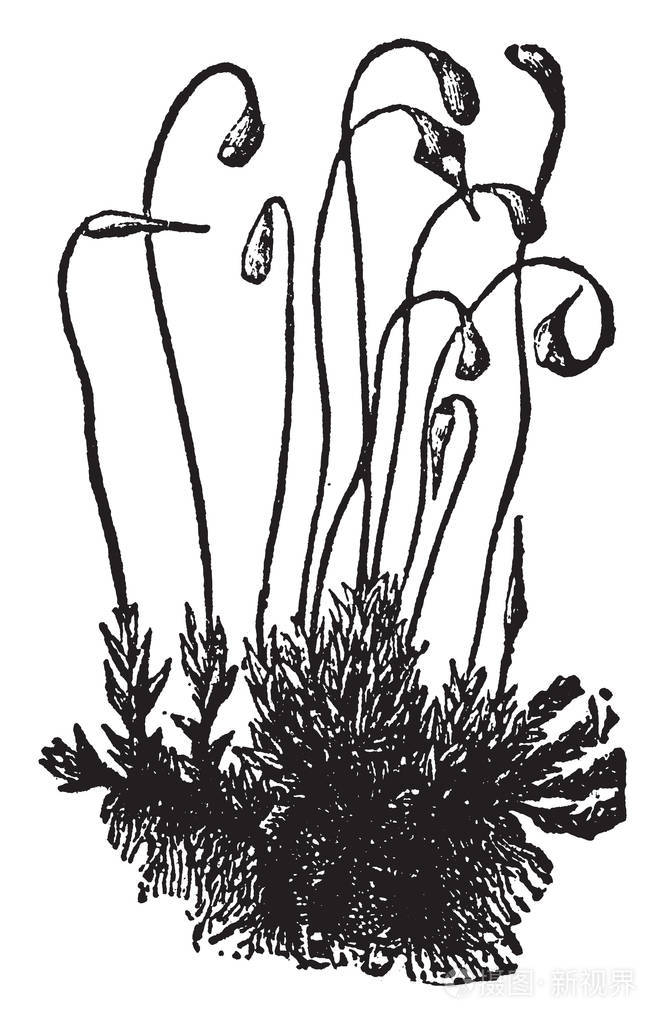 苔藓没有种子就像许多其他植物一样它们通过孢子复古线绘制或雕刻插图