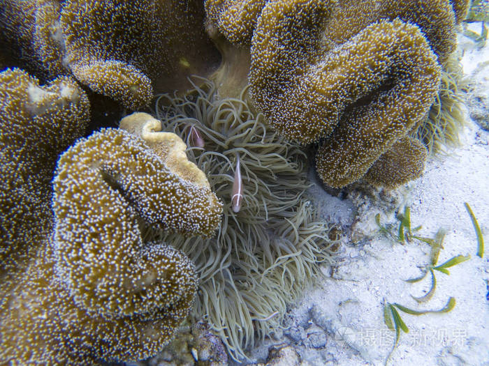 放线菌中的橙色小丑鱼. 珊瑚礁水下照片. 热带海岸浮潜或潜水.