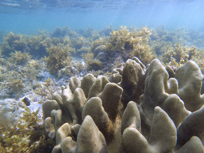 蓝色海水中珊瑚礁的形成和太阳光。 珊瑚礁水下照片。 热带海岸浮潜或潜水。 珊瑚礁和海洋动物的海底野生动物。 海底景观