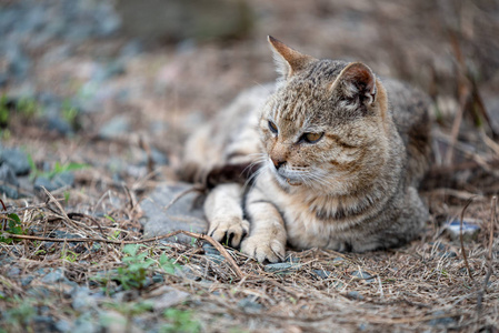 小猫看着别的地方