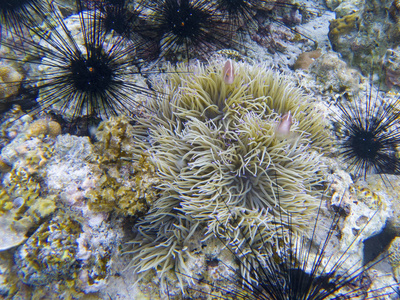 放线菌中的黑胆和橙色小丑鱼。 珊瑚礁水下照片。 热带海滨浮潜或潜水。 珊瑚礁和海洋动物的海底野生动物。 海洋动物共生场景