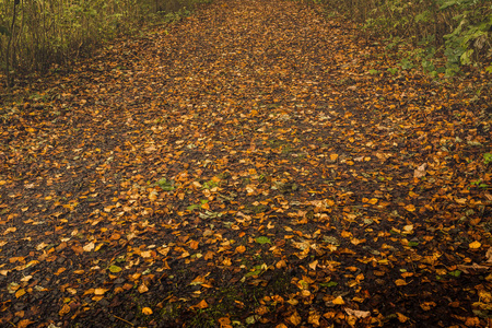 英国林地中的树木和落叶