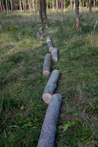 新鲜砍伐的树原木铺设在树林中的草