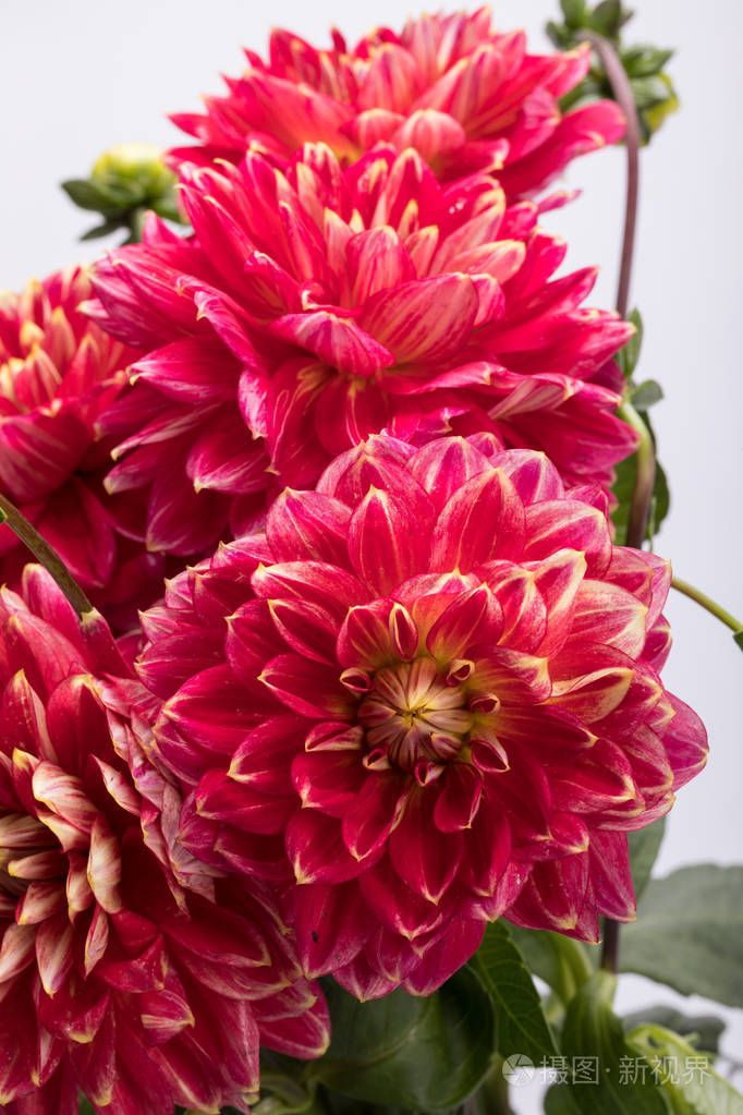 白色背景下分离的红色大丽花