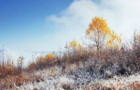 白桦林在阳光明媚的下午，而秋天的季节。 十月山脉在第一个冬季。 秋天的风景。 乌克兰。 欧洲