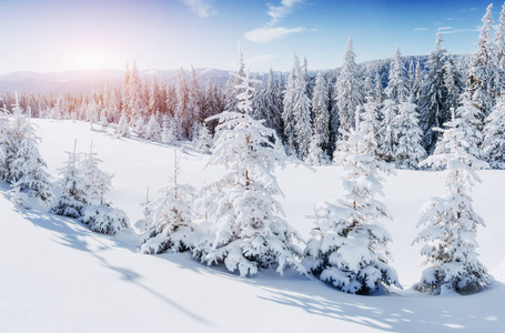 冬季神秘的冬季景观雄伟的山脉。 神奇的白雪覆盖的树。 在期待假期的时候。 戏剧性的温特里场景。 卡帕提安。 乌克兰。 新年快乐。
