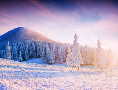 五颜六色的日落在山脉上的国家公园喀尔巴阡山。 神奇地照亮了冬天的山脉。 乌克兰欧洲。