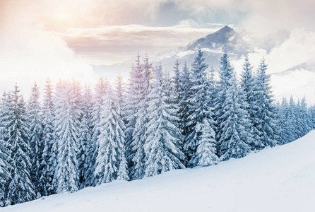 冬季神秘的冬季景观雄伟的山脉。 神奇的白雪覆盖的树。 在期待假期的时候。 戏剧性的温特里场景。 卡帕提安。 乌克兰。 新年快乐。