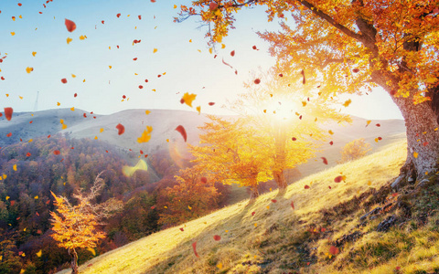 白桦林在阳光明媚的下午，而秋天的季节。 秋天的风景。 乌克兰。 欧洲