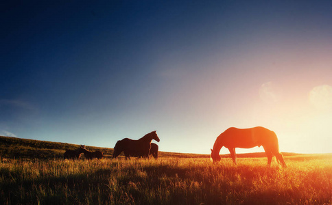 在晴朗的夏日，山里的马群。