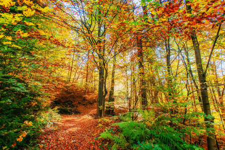 秋天的森林之路。 景观。 乌克兰欧洲