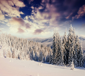 冬季神秘的冬季景观雄伟的山脉。 神奇的冬雪覆盖的树。 喀尔巴阡山脉。 乌克兰欧洲