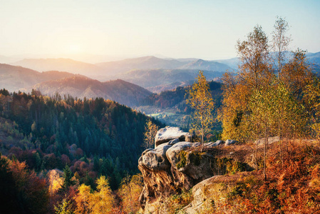 白桦林在阳光明媚的下午，而秋天的季节。 秋天的风景。 乌克兰。 欧洲