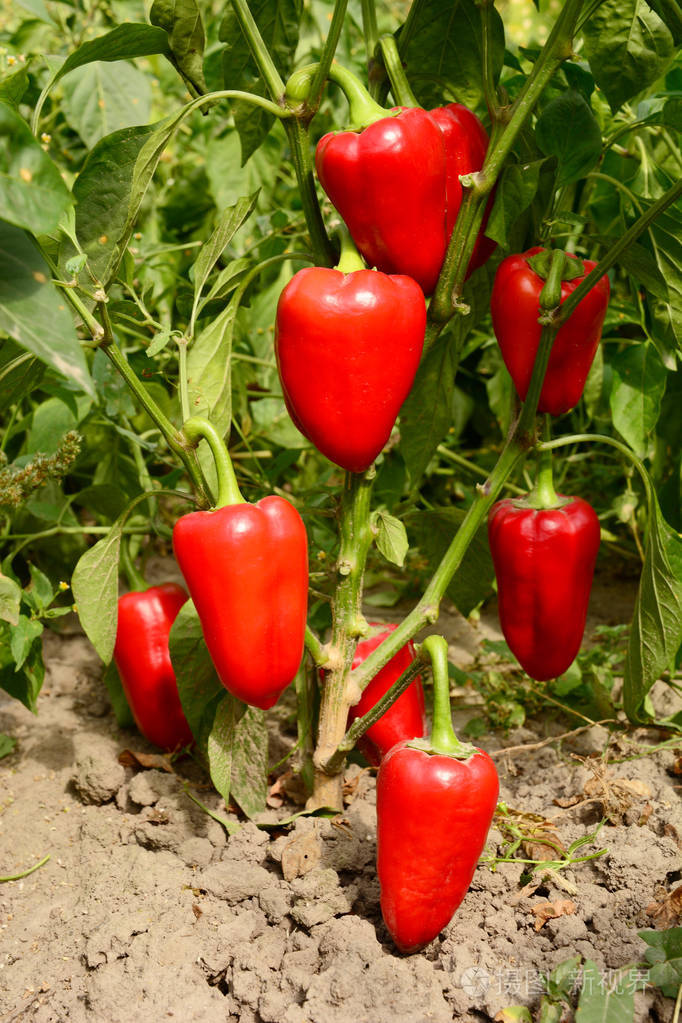 花园里种植红色甜椒. 种植收获红椒.