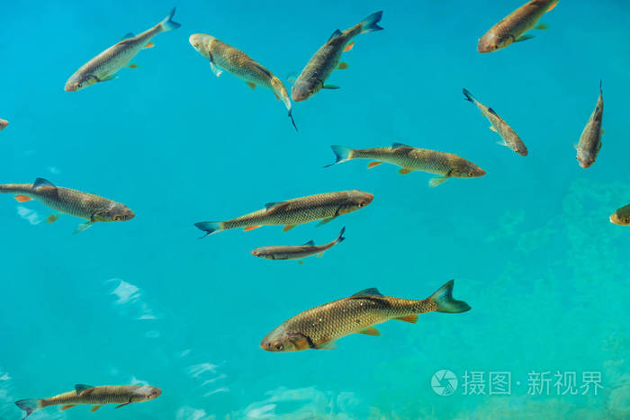 绿松石湖里美丽的鱼. 奇妙的秋天.