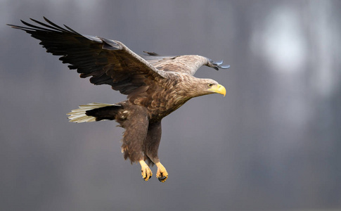 白色尾鹰在自然栖息地摄影图