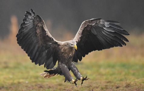 鹰在行动摄影图-鹰在行动图片大全-鹰在行动照片-摄图新视界