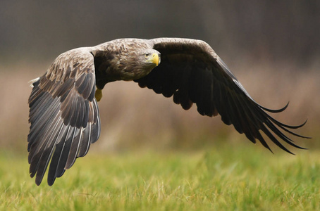 白色尾鹰在自然栖息地摄影图