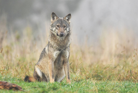 野生灰狼在自然栖息地