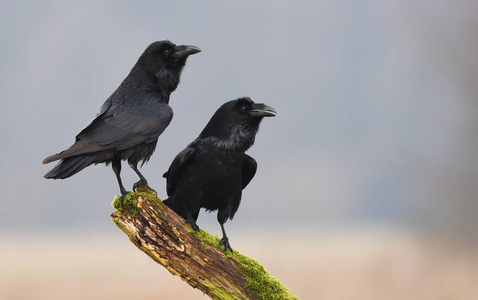 乌鸦Corvus Corax在树枝上