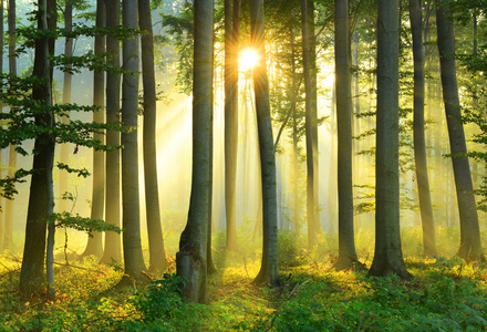 夏天森林里美丽的早晨阳光