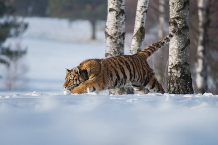 西伯利亚虎潘切拉提格里斯也被称为阿穆尔虎潘切拉提格里斯阿尔泰卡在森林中年轻的雌性老虎。 一只年轻的老虎把爪子扣在树上。