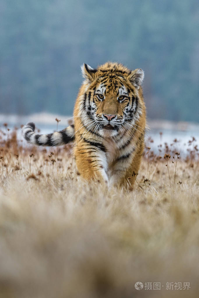一只年轻的老虎把爪子扣在树上.