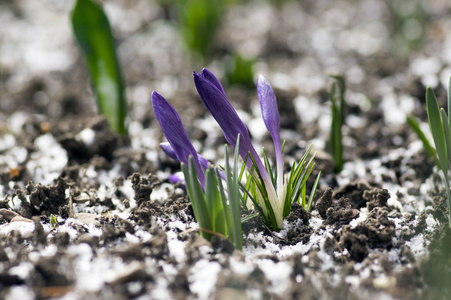 紫红花春暖花开紫红花观赏春天花雪上泥土冬季天气