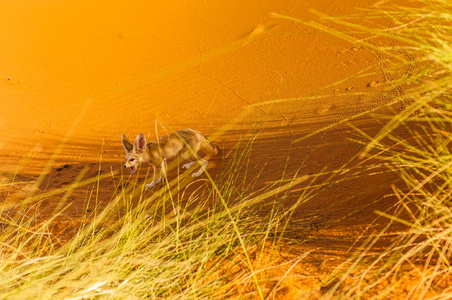 森林狐狸撒哈拉沙漠
