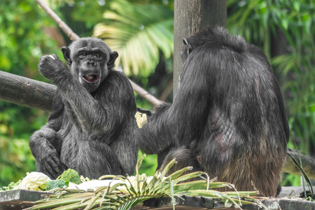 两只黑猩猩猴子在树上图片