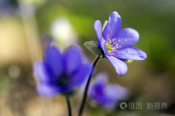 蓝紫紫色小花早春野花棕色背景照片 正版商用图片13buyo 摄图新视界