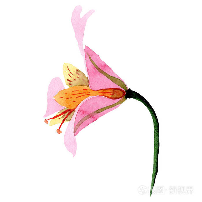水彩粉红色阿尔斯特罗梅里亚花。 花卉植物花。 孤立的插图元素。 背景纹理包装图案框架或边框的水花野花。